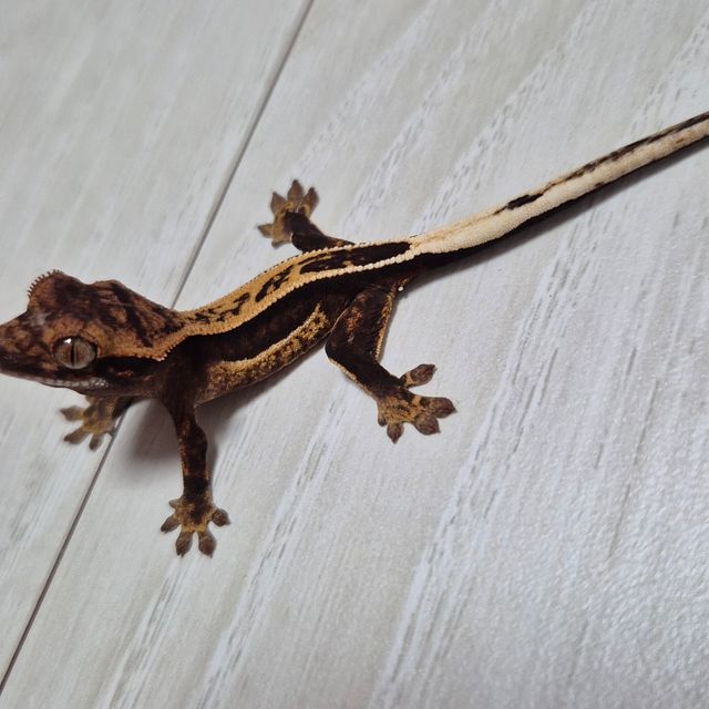 오닉스 엠티백