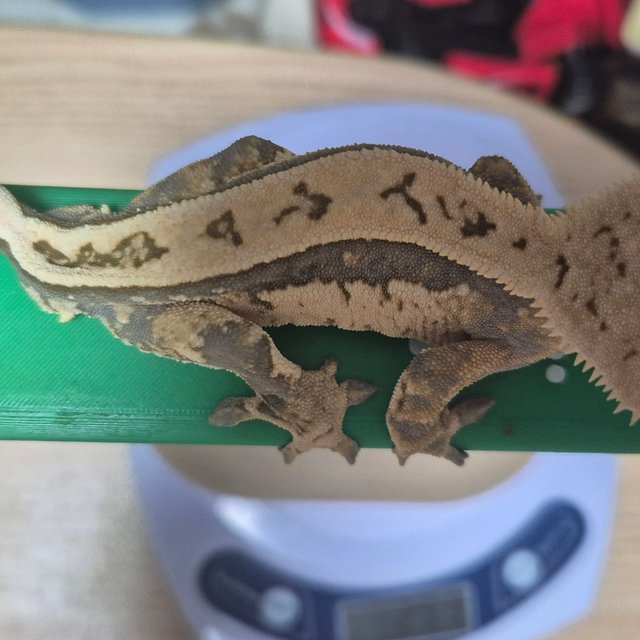 노멀 풀핀 쿼드