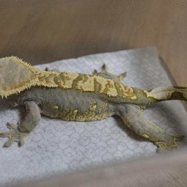 100%헷아잔틱