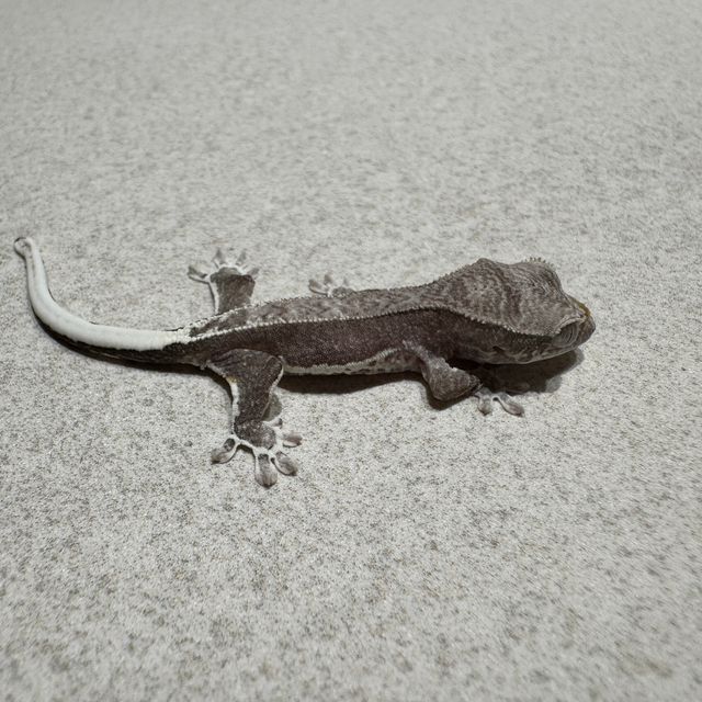 릴잔틱 아잔틱