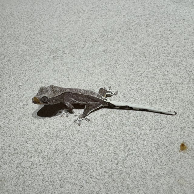 릴잔틱 아잔틱