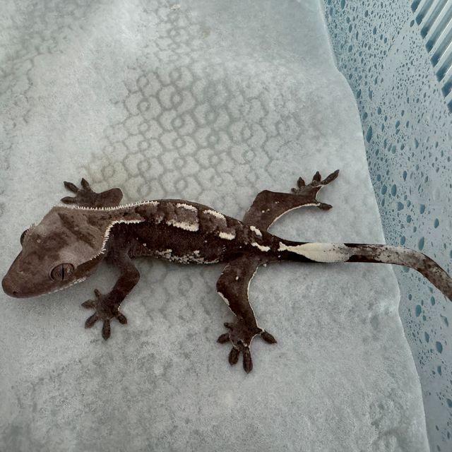 아잔틱