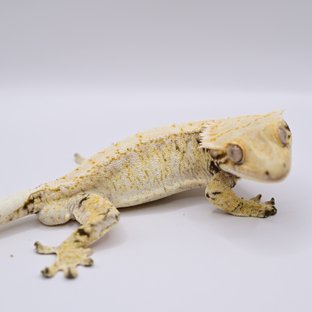 노멀 트라이 익스트림할리퀸 화이트스팟 드리피