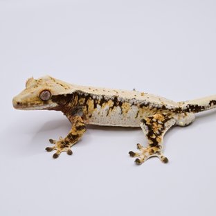 노멀 트라이 드리피 화이트스팟