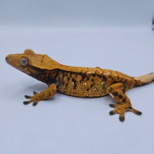 노멀 트라이 익스트림할리퀸