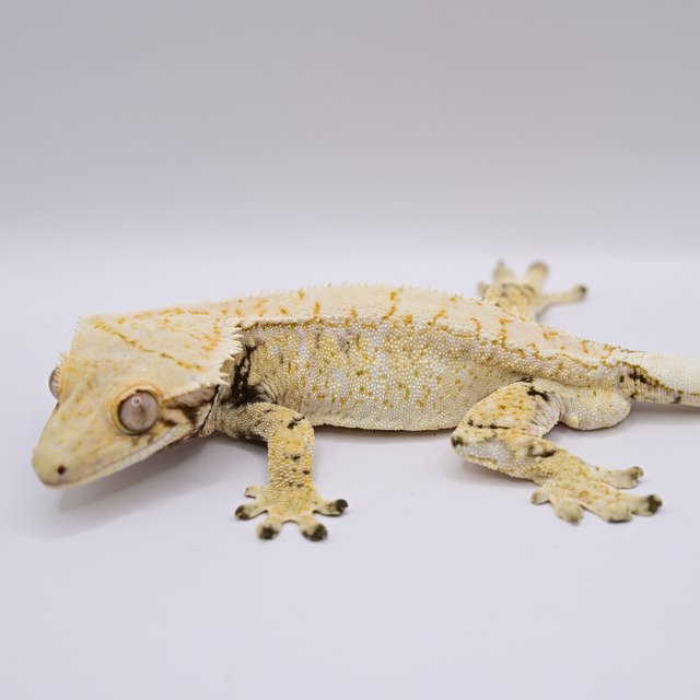 노멀 트라이 익스트림할리퀸 화이트스팟 드리피