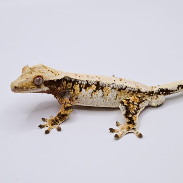 노멀 트라이 드리피 화이트스팟