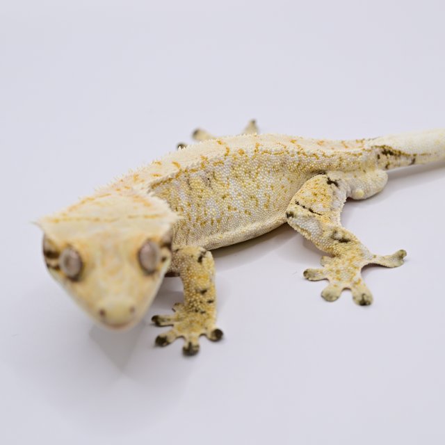 노멀 트라이 익스트림할리퀸 화이트스팟 드리피