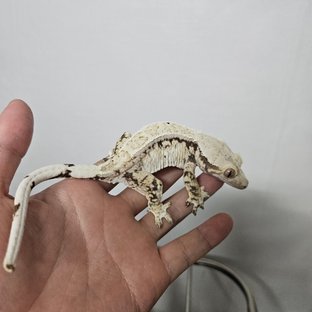 드리피 화이트스팟 노멀