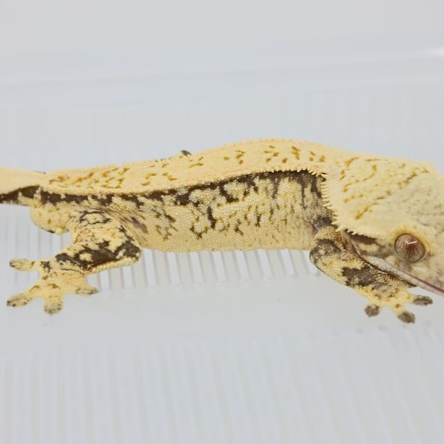 노멀 화이트스팟 풀핀 트라이 슈퍼스트라이프