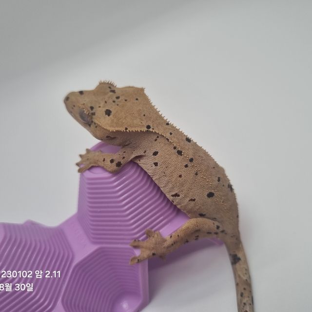달마시안 레드