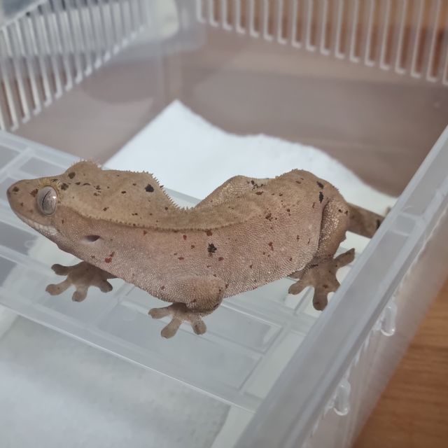 달마시안 레드 슈퍼달마시안
