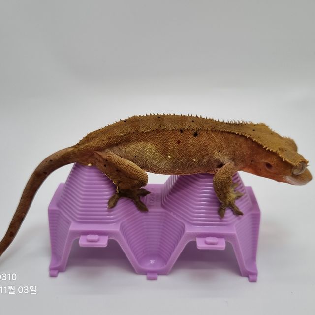 달마시안 화이트 레드