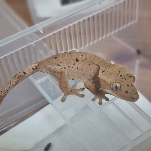 달마시안 레드 슈퍼달마시안