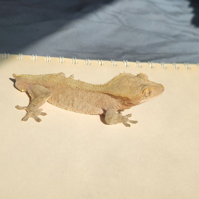 옐로우 벅스킨