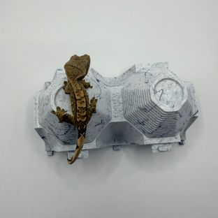 노멀