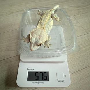 노멀