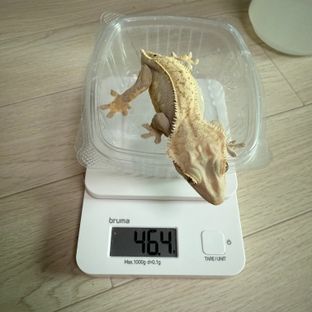 노멀