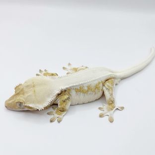 란찜이