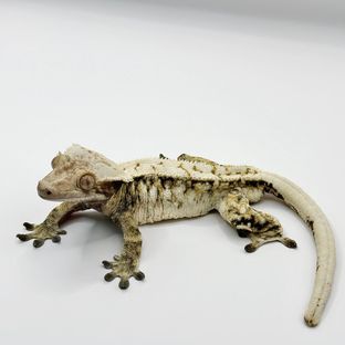마이키