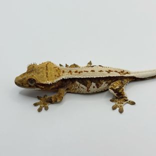 마이키 베이비 1번