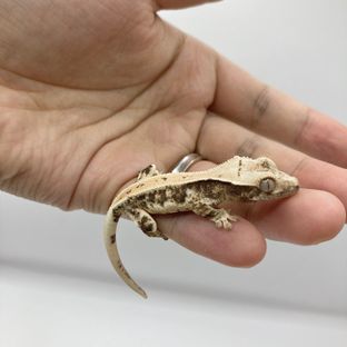히나 20번 베이비