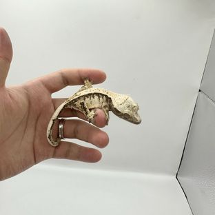 히나 9번