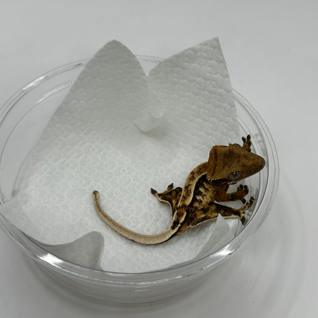 트라이 익스트림할리퀸