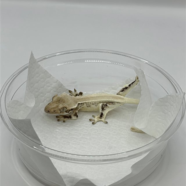 솔리드백 크림 릴리화이트