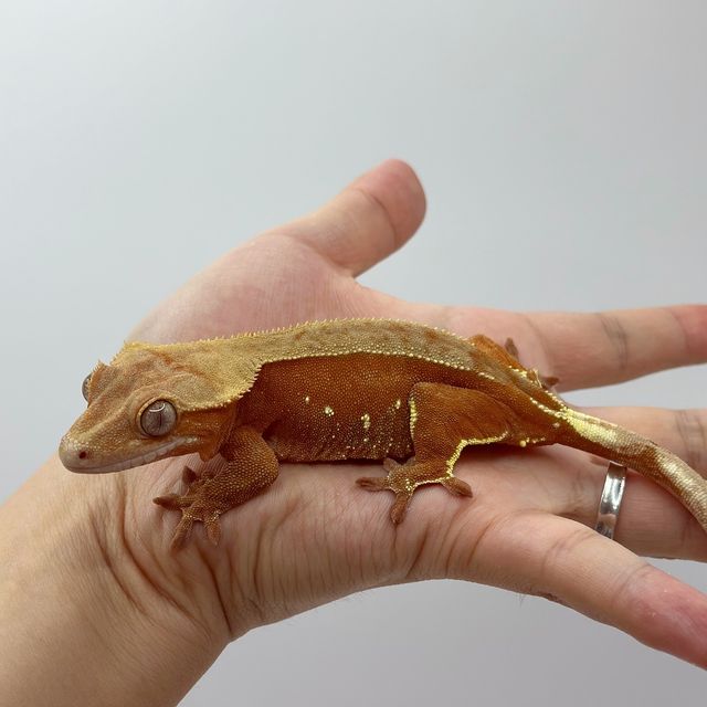 바이 레드