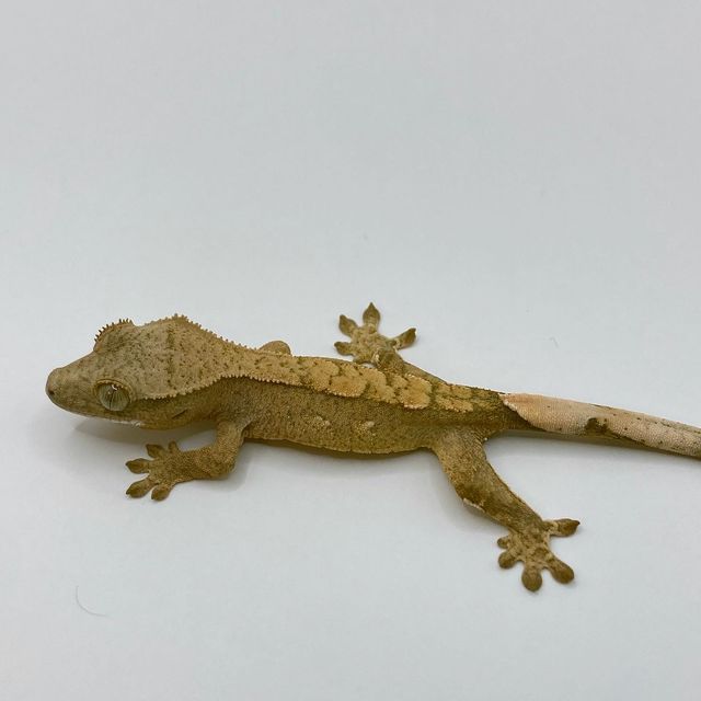 옐로우