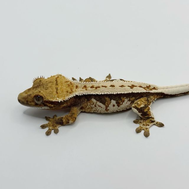 트라이 핀스트라이프 레이지