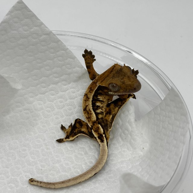 트라이 익스트림할리퀸