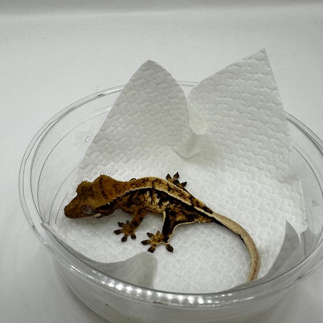 트라이 익스트림할리퀸