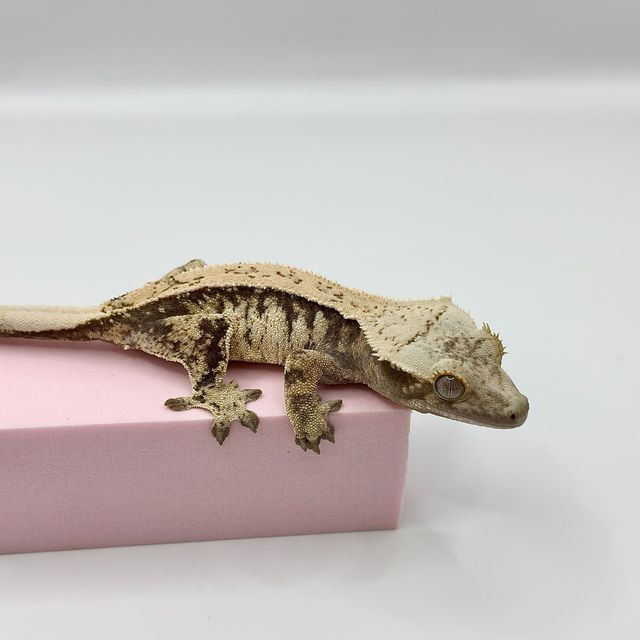 화이트 풀핀 노멀 레이지