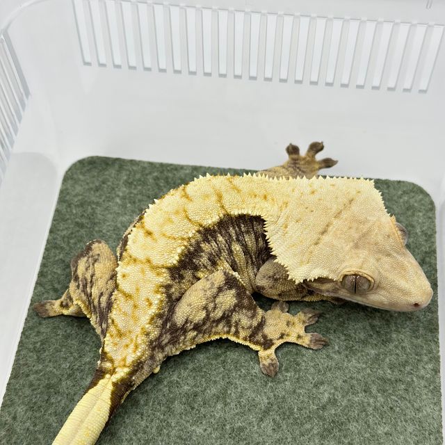 익스트림할리퀸