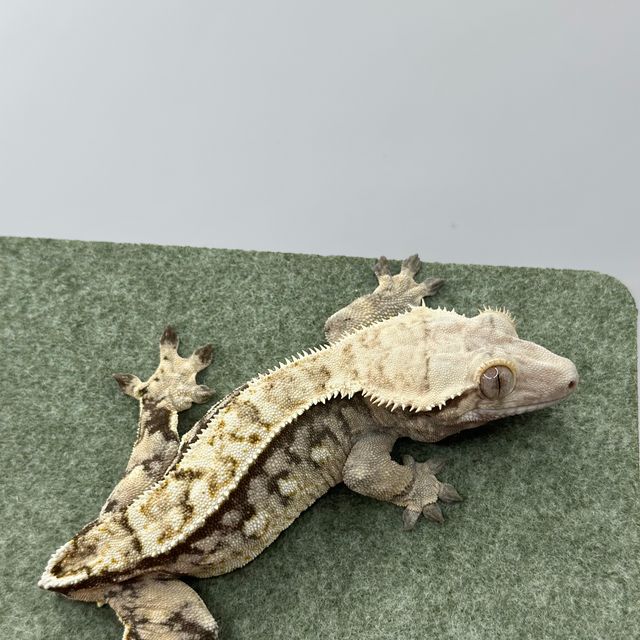 트라이