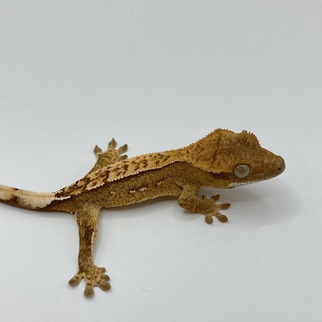 옐로우