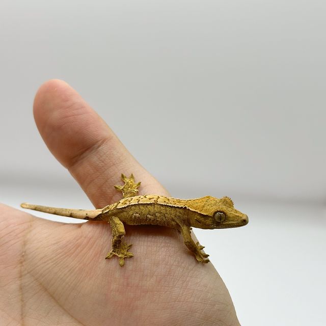 옐로우