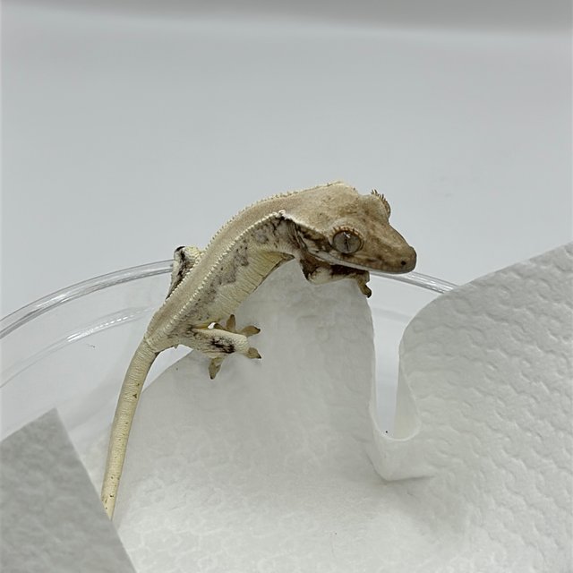 솔리드백 크림 릴리화이트