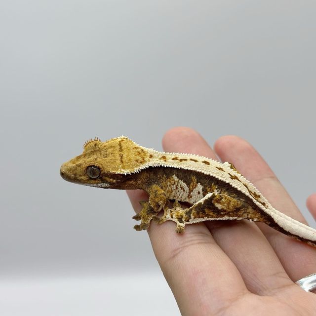 트라이 핀스트라이프 레이지