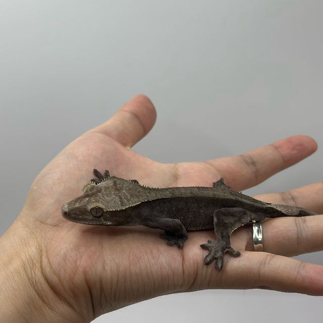 아잔틱