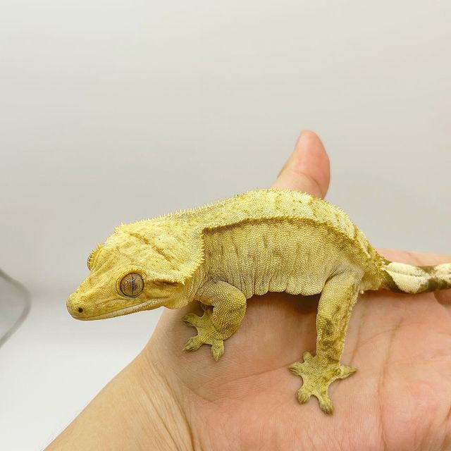 옐로우 벅스킨