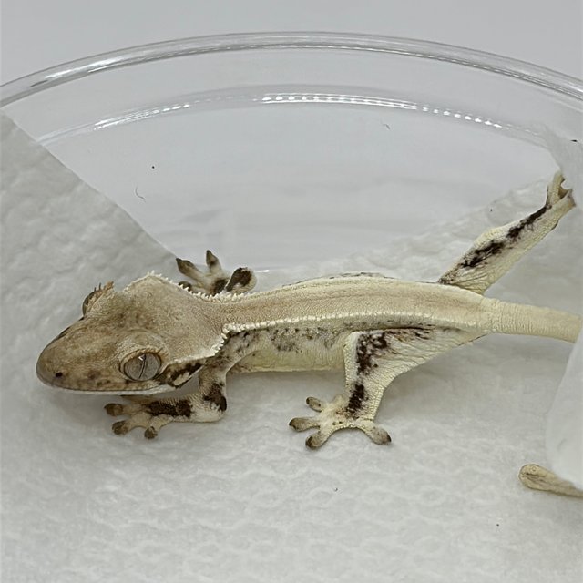 솔리드백 크림 릴리화이트