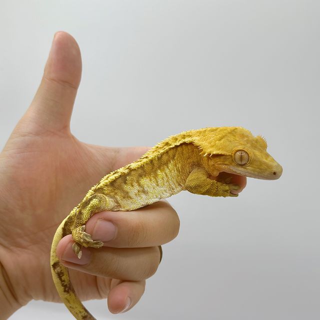 크림시클