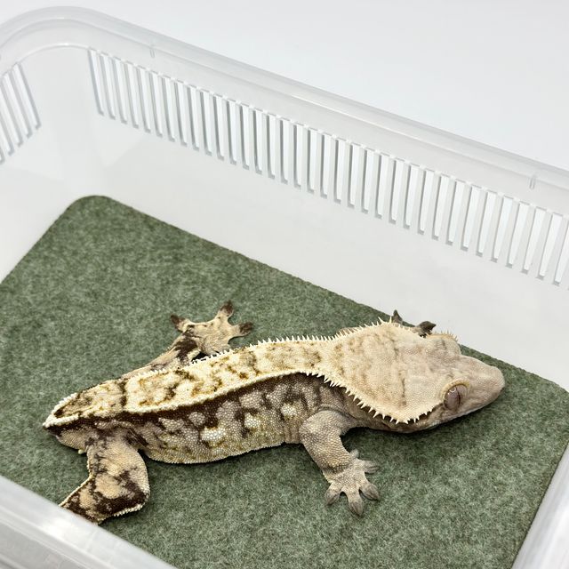트라이