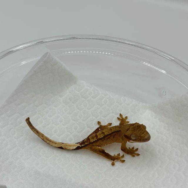 옐로우 벅스킨