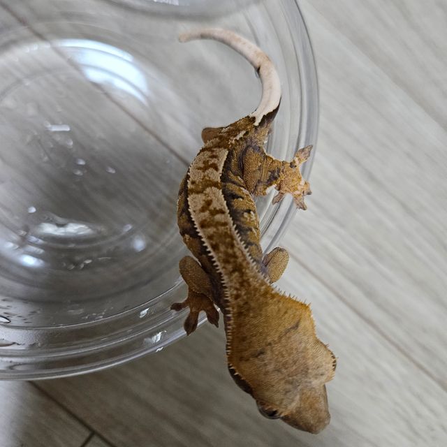 노멀 익스트림할리퀸
