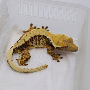 바브 트라이 익스트림할리퀸