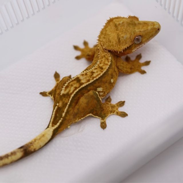 크림시클